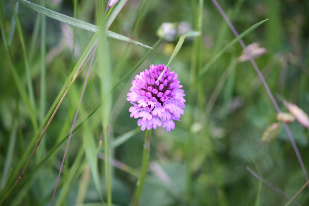 Orchidee Poggi di Monte